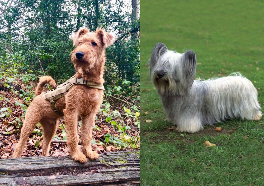 Skye Terrier vs Irish Terrier - Breed Comparison