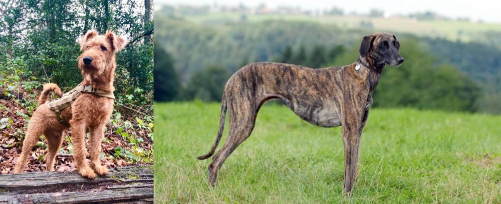 Sloughi vs Irish Terrier - Breed Comparison