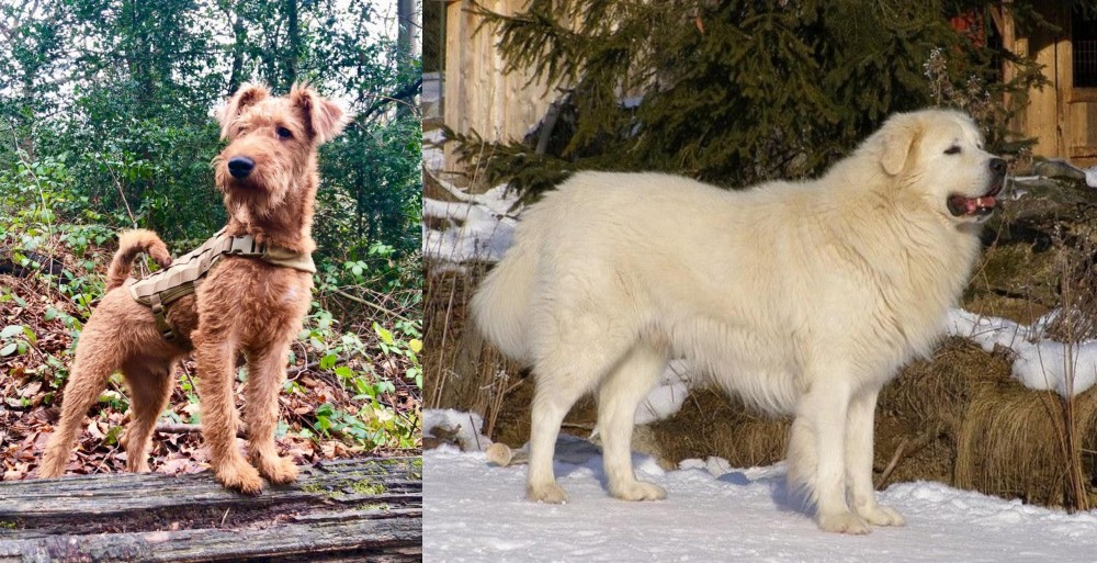 Slovak Cuvac vs Irish Terrier - Breed Comparison