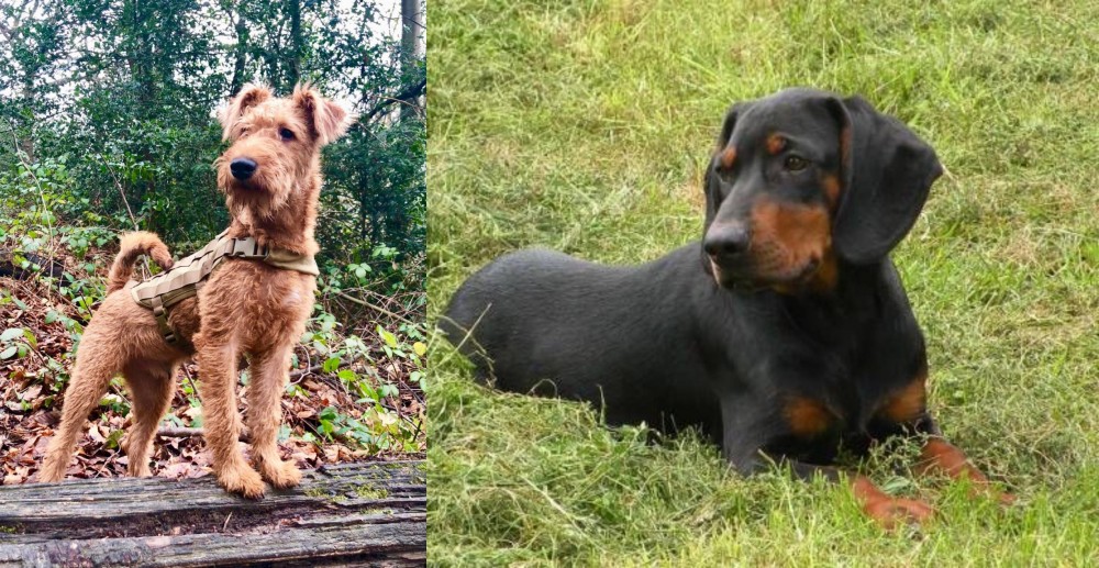 Slovakian Hound vs Irish Terrier - Breed Comparison