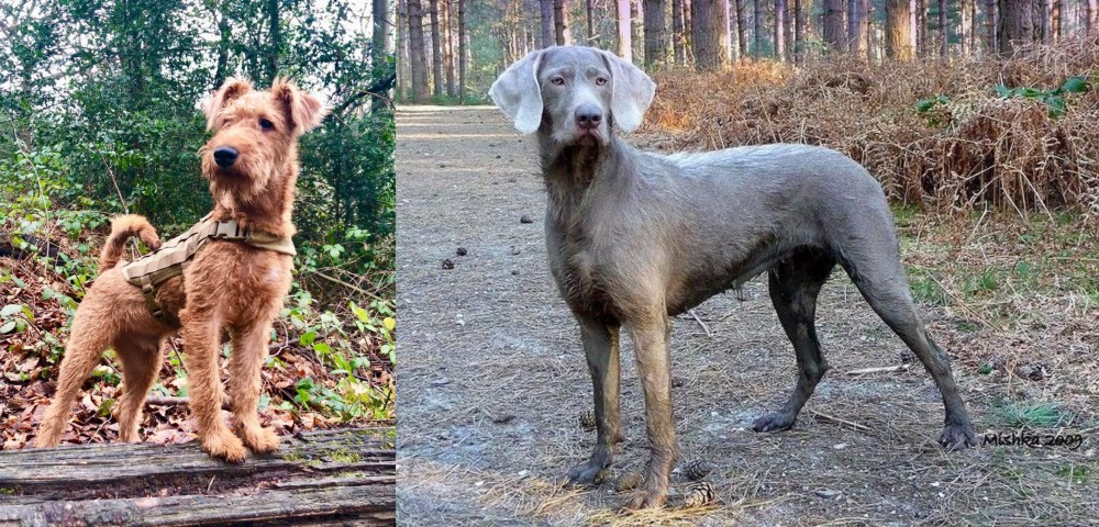 Slovensky Hrubosrsty Stavac vs Irish Terrier - Breed Comparison