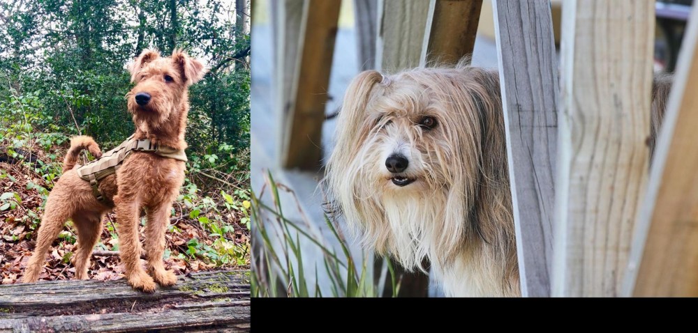 Smithfield vs Irish Terrier - Breed Comparison