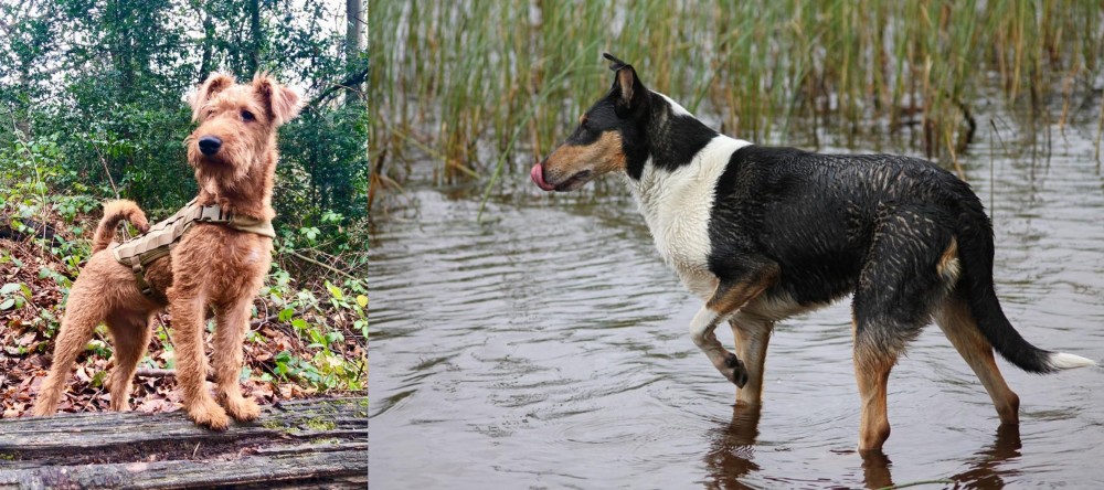 Smooth Collie vs Irish Terrier - Breed Comparison