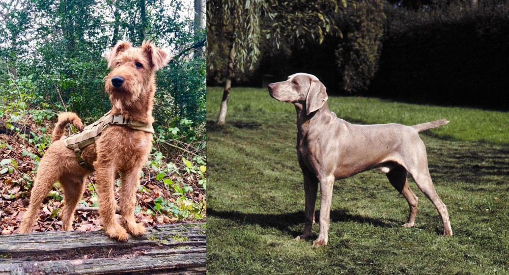 Smooth Haired Weimaraner vs Irish Terrier - Breed Comparison