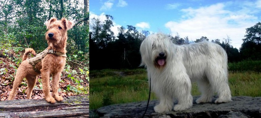 South Russian Ovcharka vs Irish Terrier - Breed Comparison