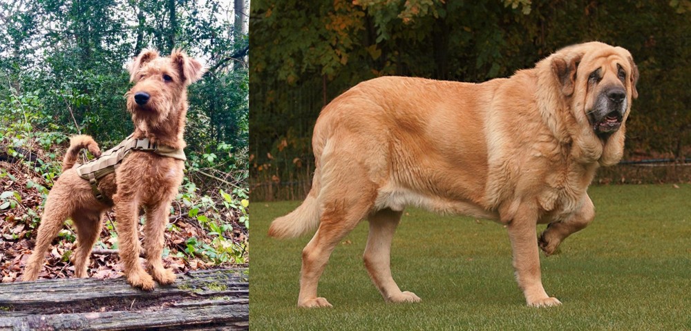 Spanish Mastiff vs Irish Terrier - Breed Comparison