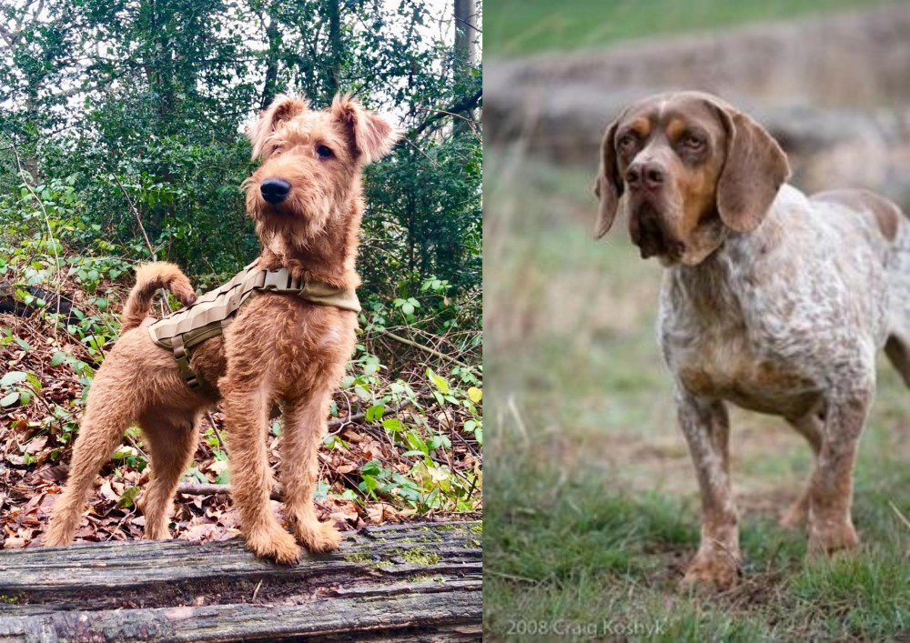 Spanish Pointer vs Irish Terrier - Breed Comparison