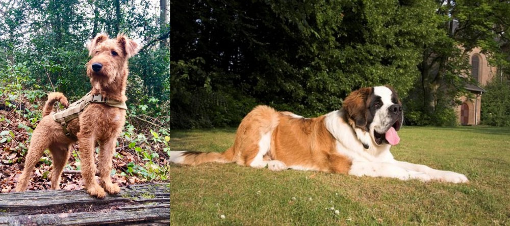 St. Bernard vs Irish Terrier - Breed Comparison