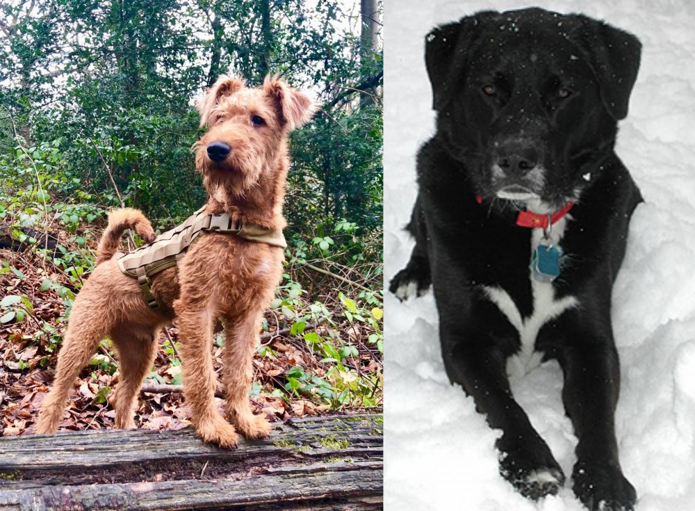 St. John's Water Dog vs Irish Terrier - Breed Comparison