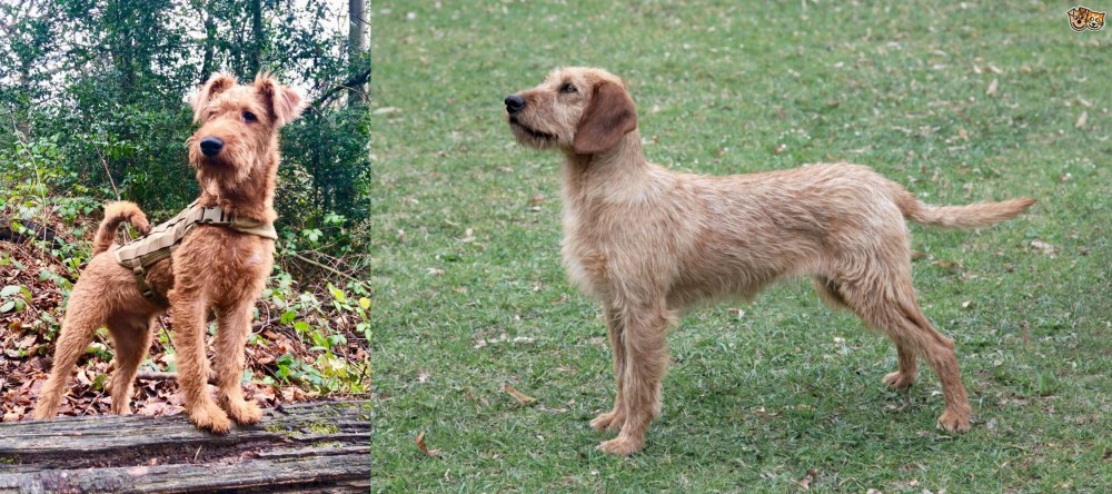 Styrian Coarse Haired Hound vs Irish Terrier - Breed Comparison