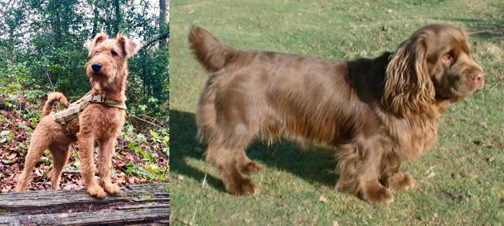 Sussex Spaniel vs Irish Terrier - Breed Comparison