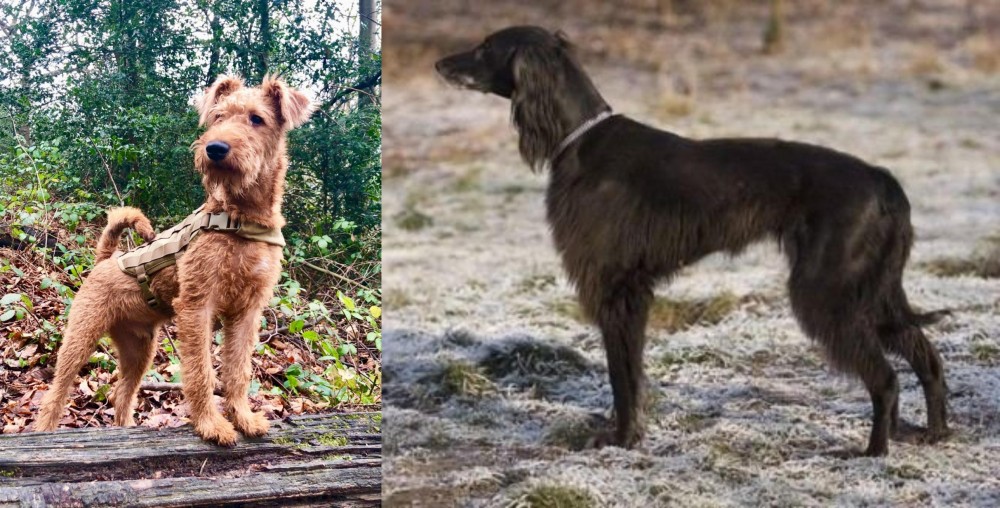 Taigan vs Irish Terrier - Breed Comparison