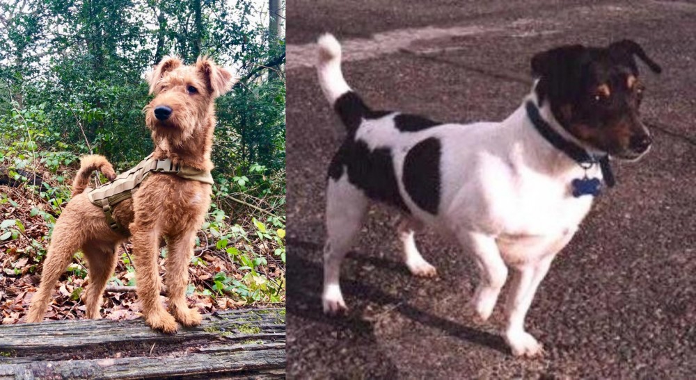 Teddy Roosevelt Terrier vs Irish Terrier - Breed Comparison