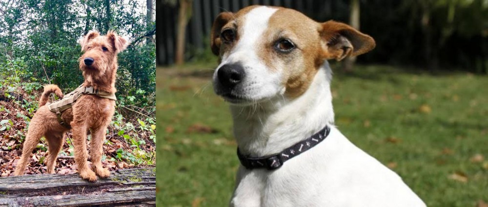 Tenterfield Terrier vs Irish Terrier - Breed Comparison