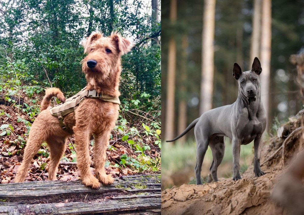 Thai Ridgeback vs Irish Terrier - Breed Comparison