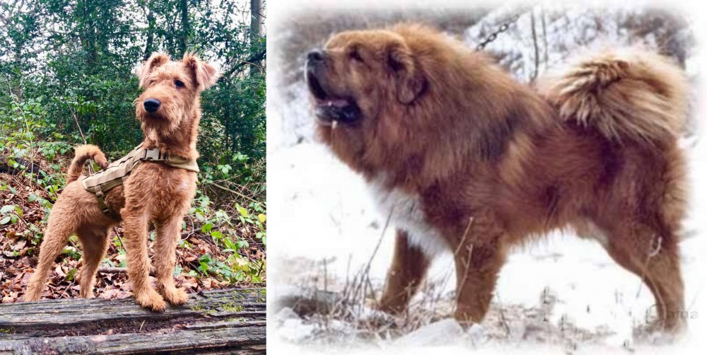 Tibetan Kyi Apso vs Irish Terrier - Breed Comparison