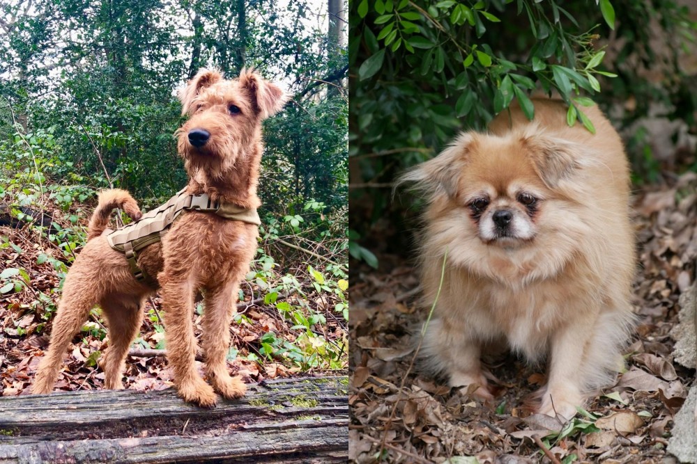Tibetan Spaniel vs Irish Terrier - Breed Comparison