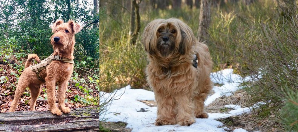 Tibetan Terrier vs Irish Terrier - Breed Comparison