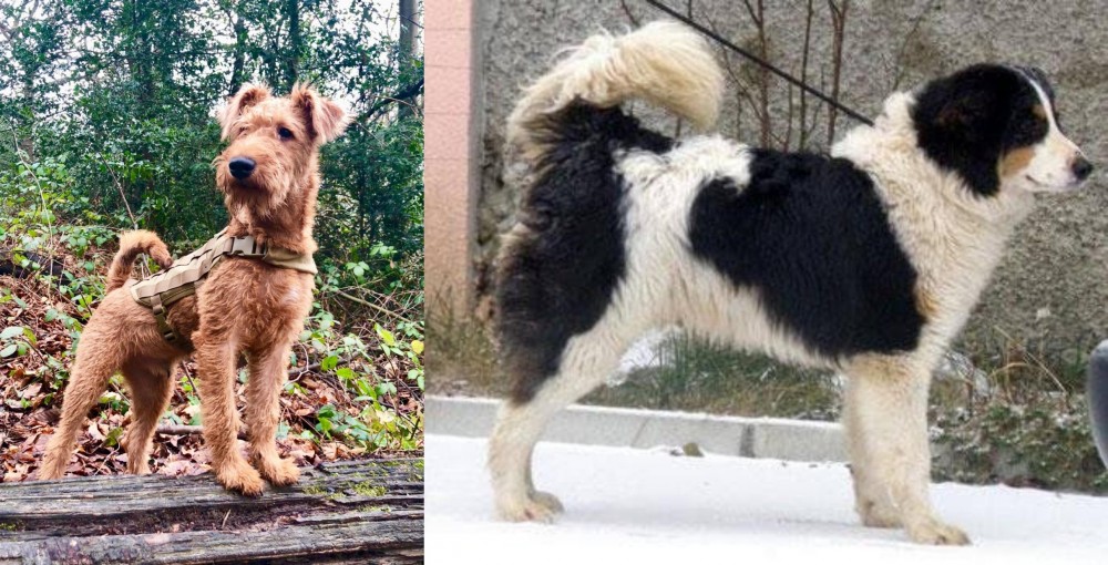Tornjak vs Irish Terrier - Breed Comparison
