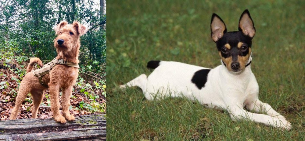 Toy Fox Terrier vs Irish Terrier - Breed Comparison