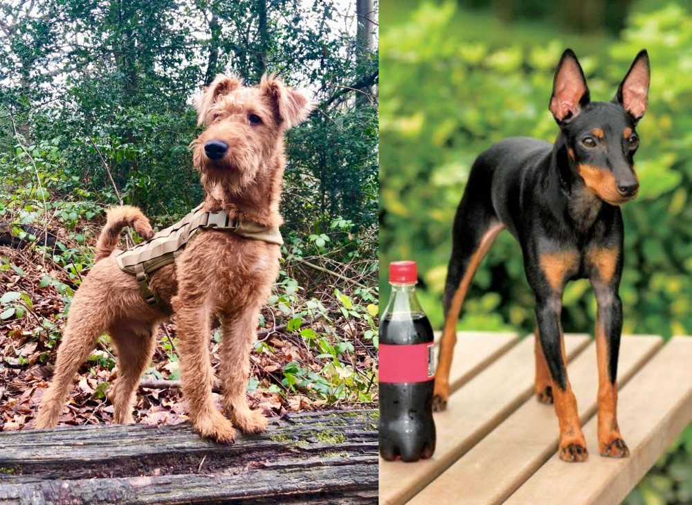 Toy Manchester Terrier vs Irish Terrier - Breed Comparison