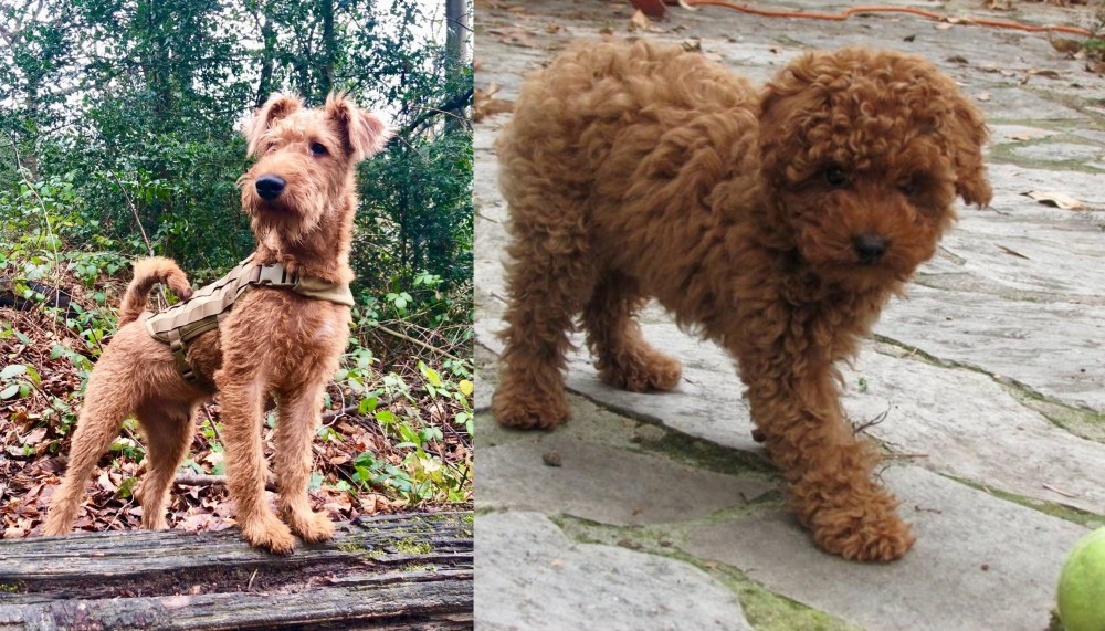Toy Poodle vs Irish Terrier - Breed Comparison