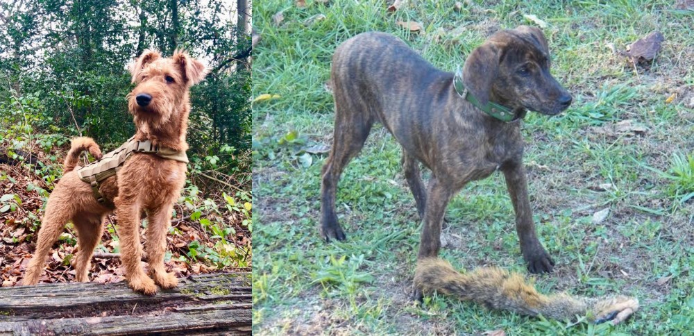 Treeing Cur vs Irish Terrier - Breed Comparison