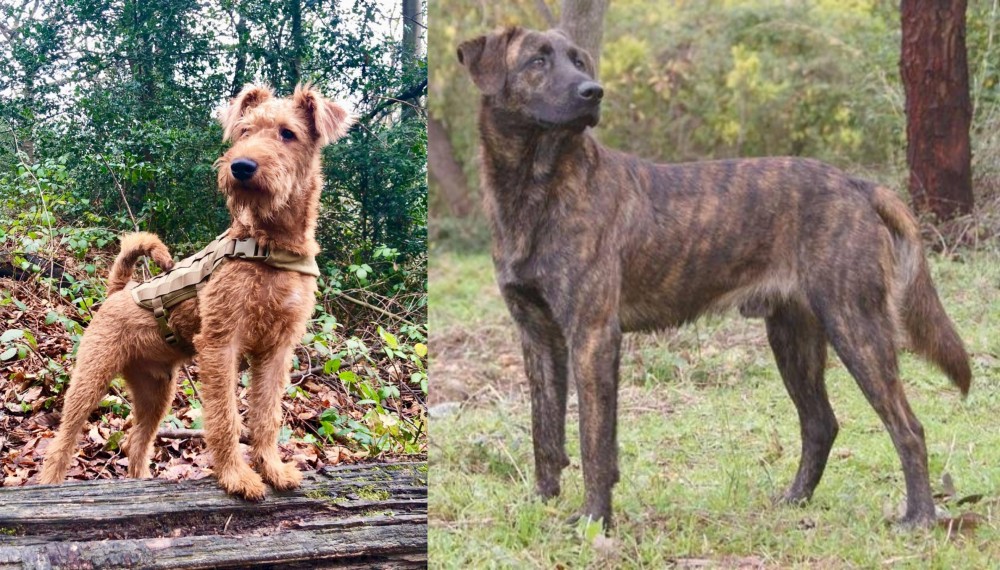 Treeing Tennessee Brindle vs Irish Terrier - Breed Comparison