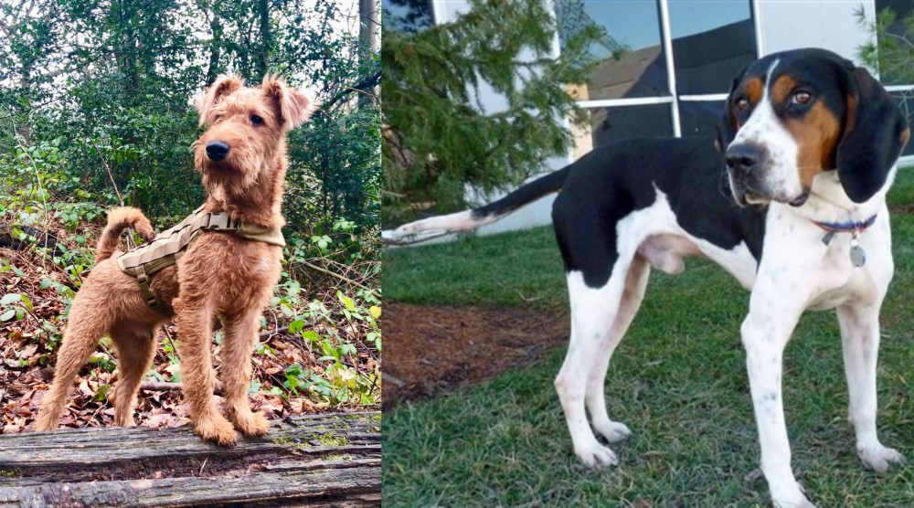 Treeing Walker Coonhound vs Irish Terrier - Breed Comparison