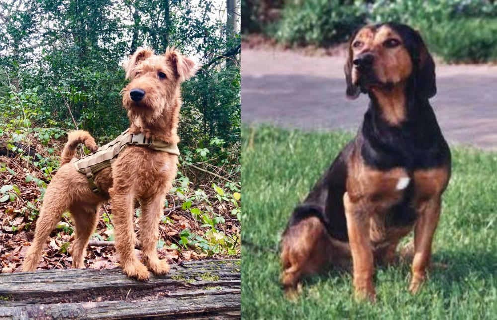 Tyrolean Hound vs Irish Terrier - Breed Comparison