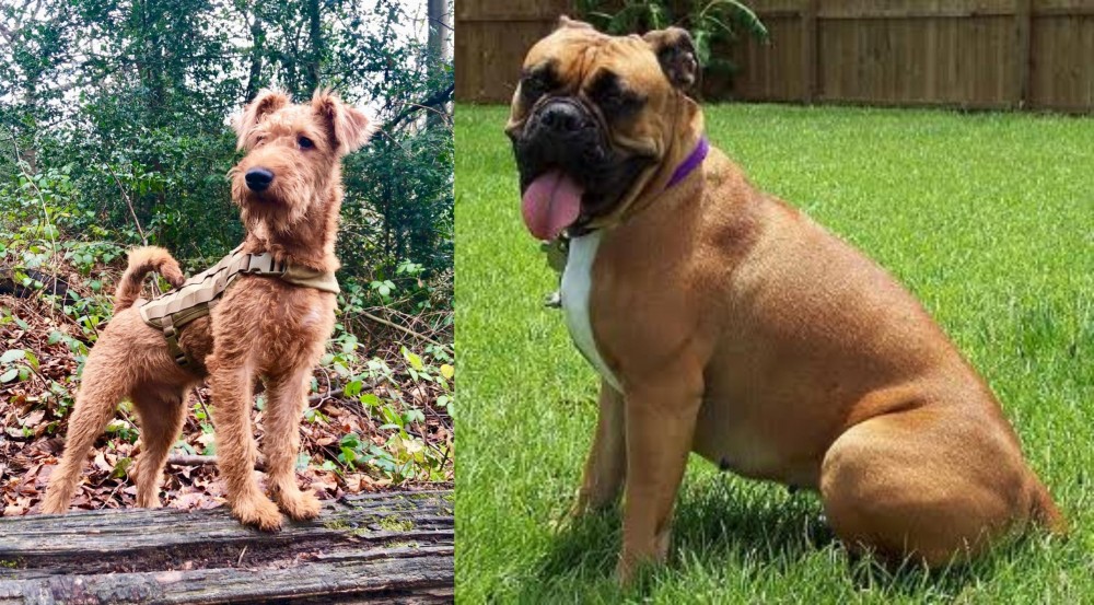 Valley Bulldog vs Irish Terrier - Breed Comparison