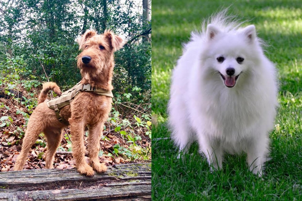 Volpino Italiano vs Irish Terrier - Breed Comparison