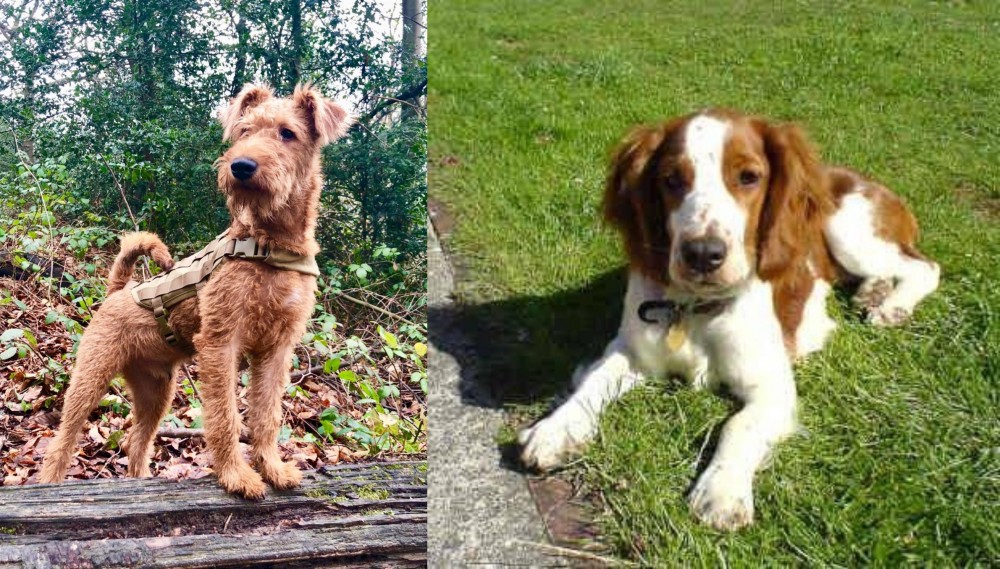 Welsh Springer Spaniel vs Irish Terrier - Breed Comparison