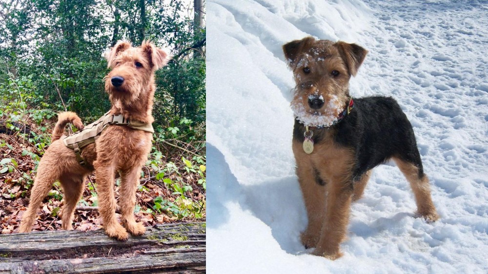 Welsh Terrier vs Irish Terrier - Breed Comparison