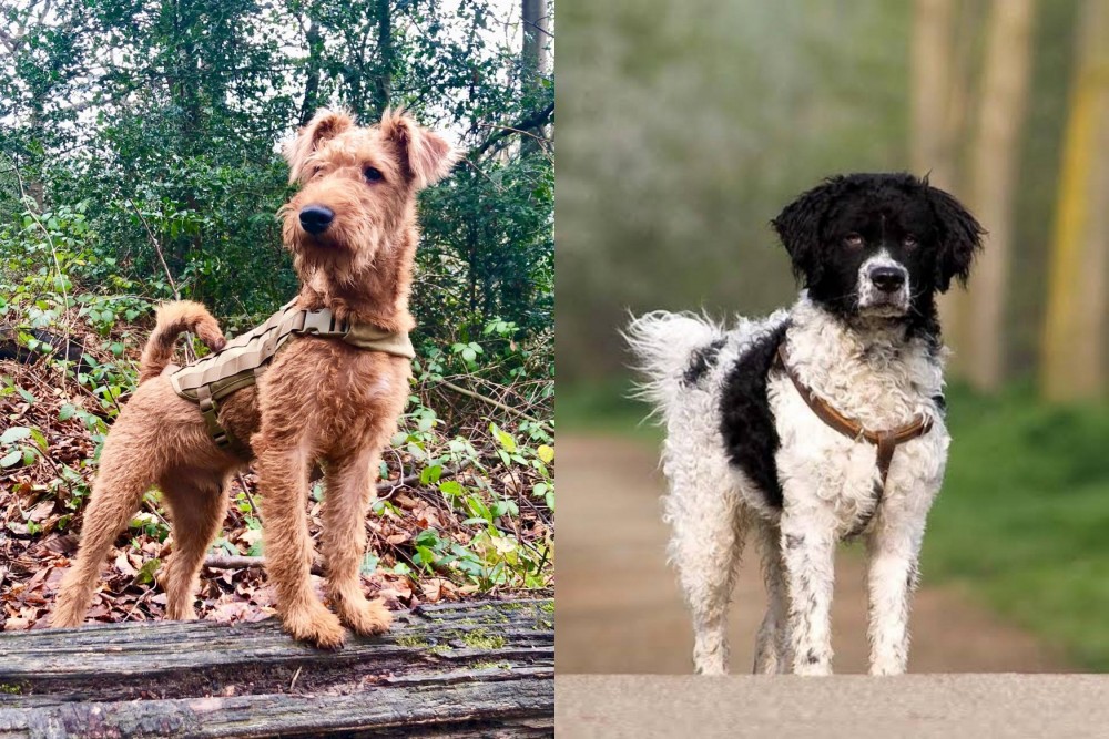 Wetterhoun vs Irish Terrier - Breed Comparison