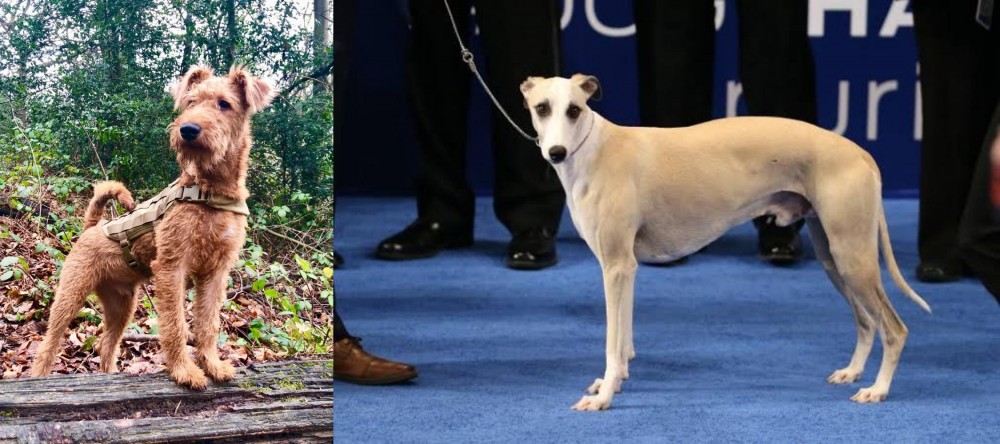 Whippet vs Irish Terrier - Breed Comparison