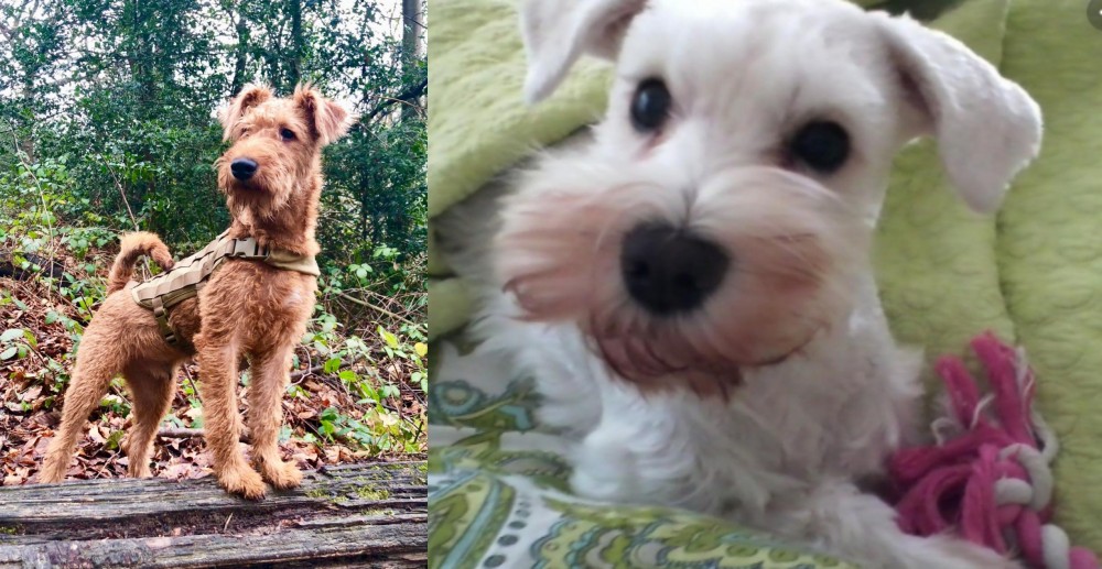 White Schnauzer vs Irish Terrier - Breed Comparison