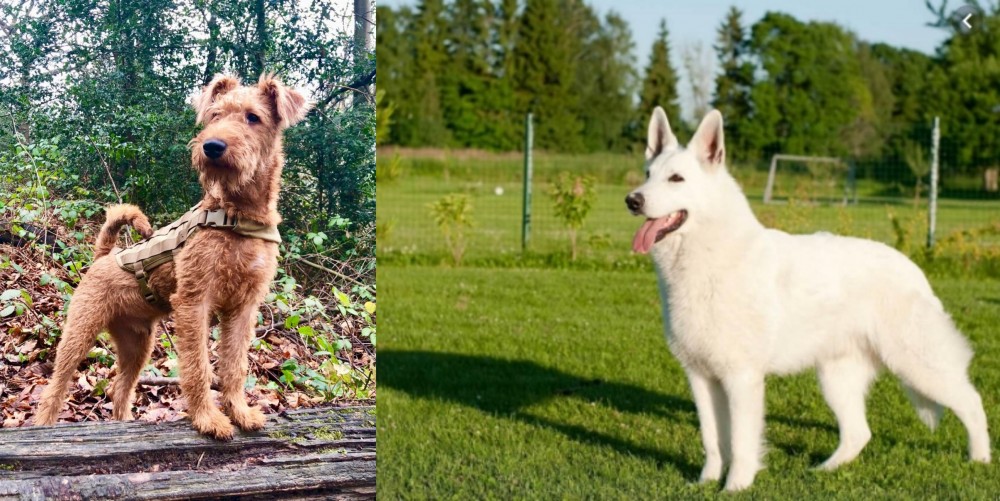 White Shepherd vs Irish Terrier - Breed Comparison