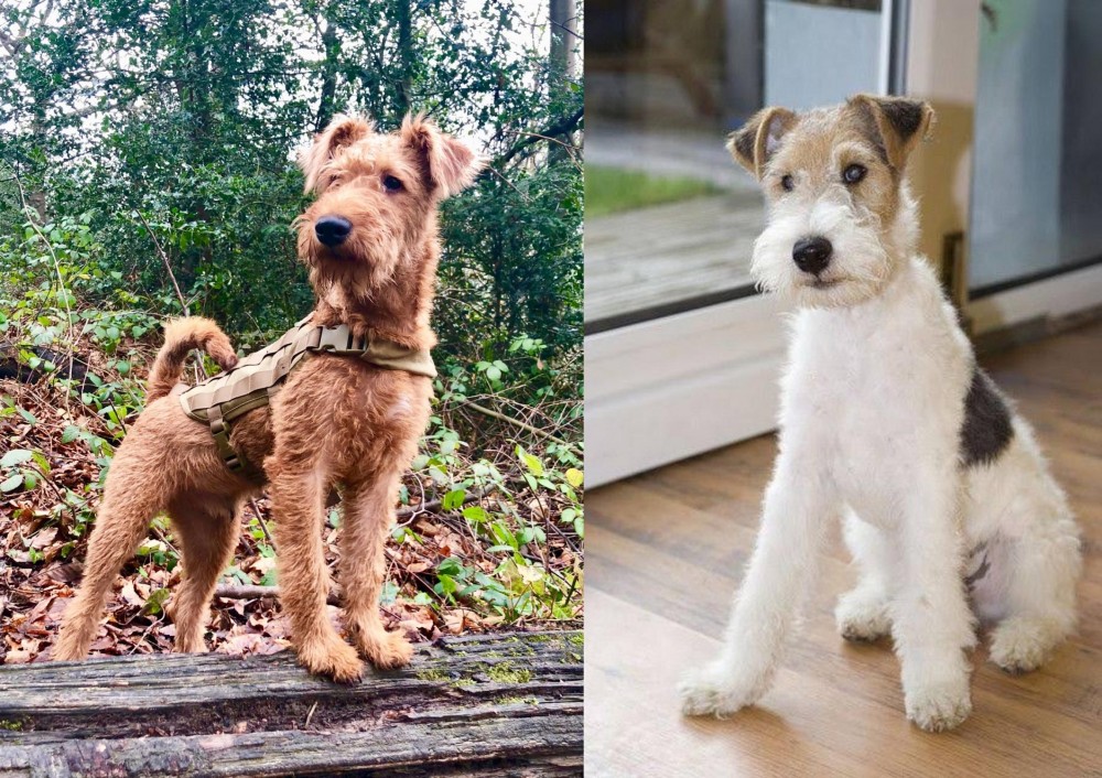 Wire Fox Terrier vs Irish Terrier - Breed Comparison