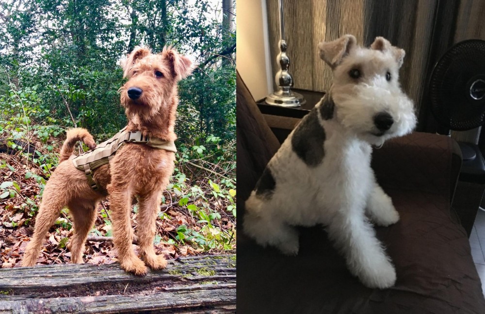 Wire Haired Fox Terrier vs Irish Terrier - Breed Comparison