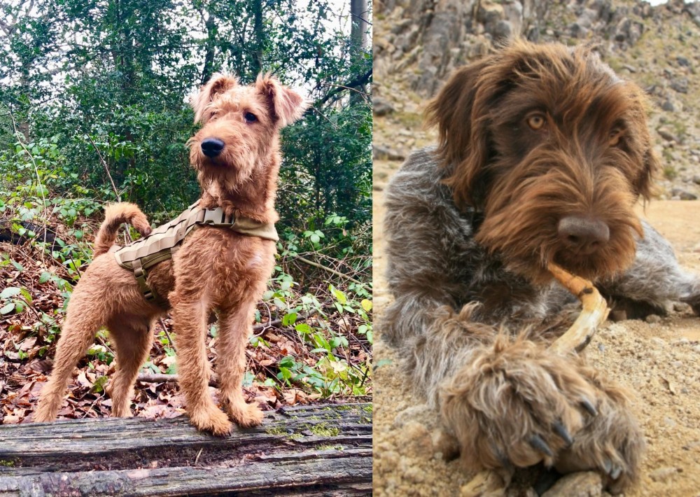 Wirehaired Pointing Griffon vs Irish Terrier - Breed Comparison