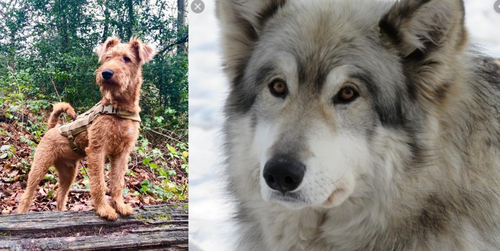 Wolfdog vs Irish Terrier - Breed Comparison