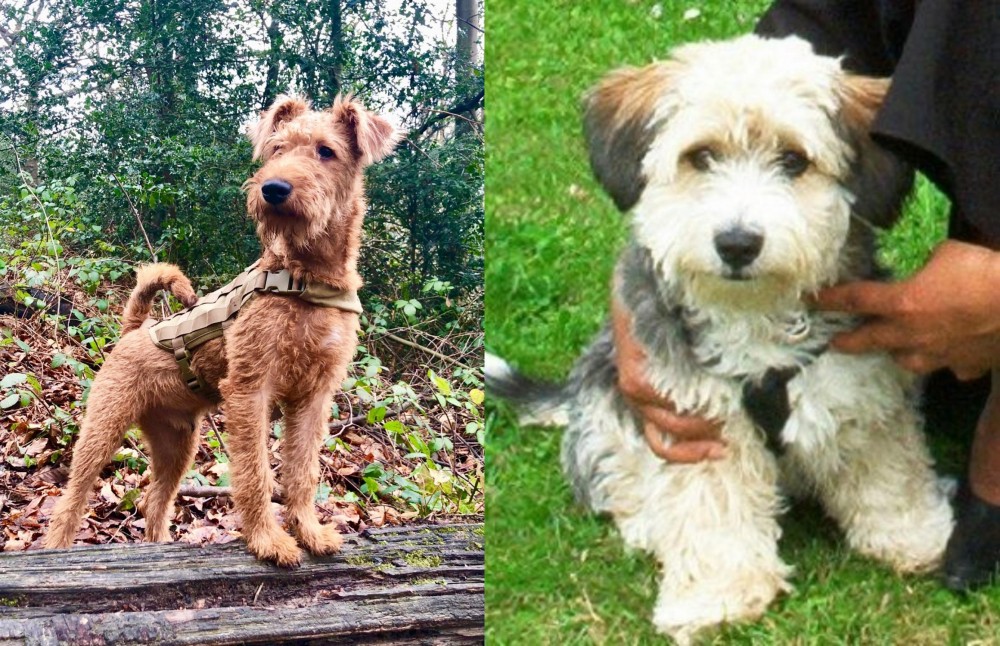 Yo-Chon vs Irish Terrier - Breed Comparison