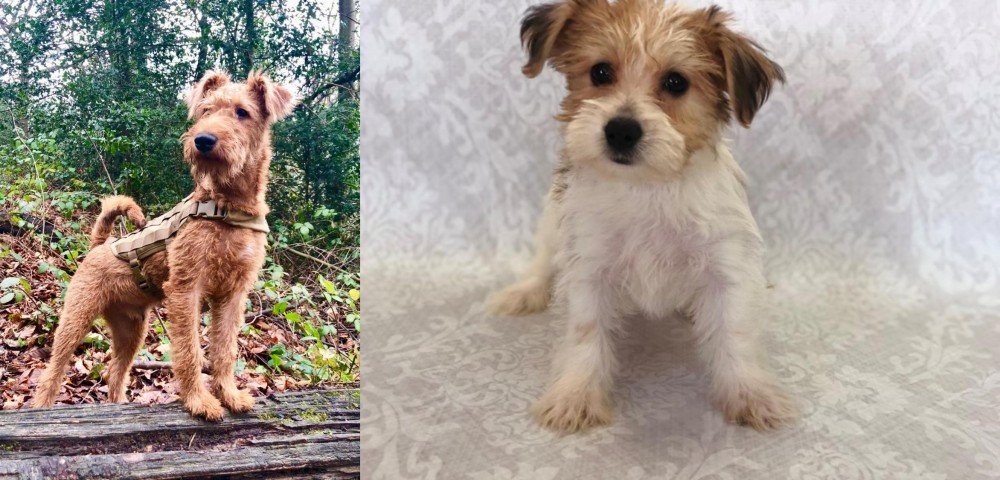 Yochon vs Irish Terrier - Breed Comparison