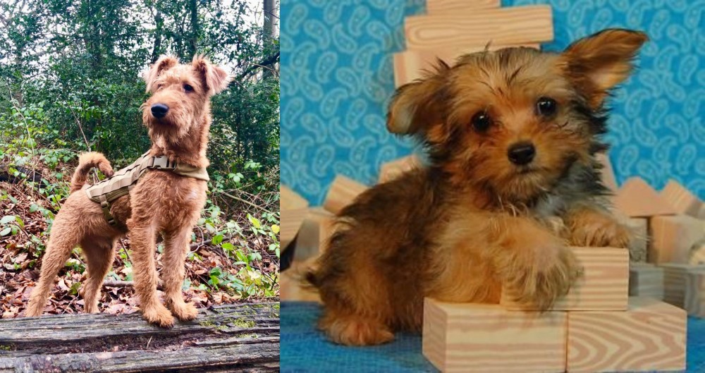 Yorkillon vs Irish Terrier - Breed Comparison