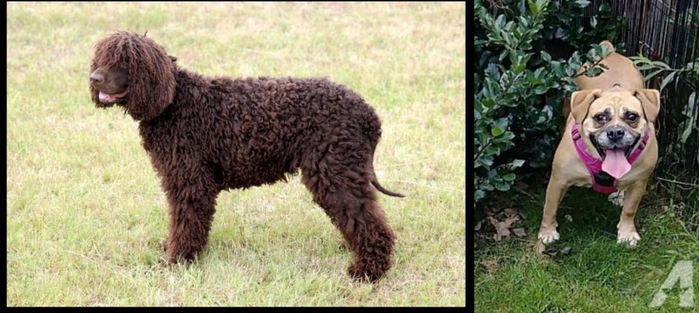 Beabull vs Irish Water Spaniel - Breed Comparison
