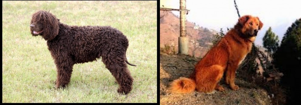 Himalayan Sheepdog vs Irish Water Spaniel - Breed Comparison