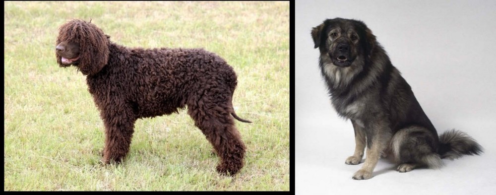 Istrian Sheepdog vs Irish Water Spaniel - Breed Comparison