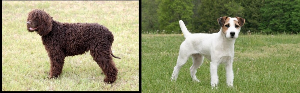 Jack Russell Terrier vs Irish Water Spaniel - Breed Comparison