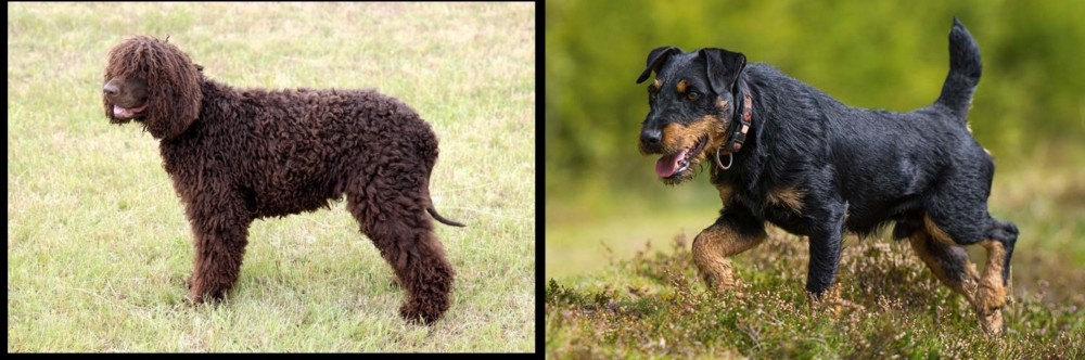 Jagdterrier vs Irish Water Spaniel - Breed Comparison